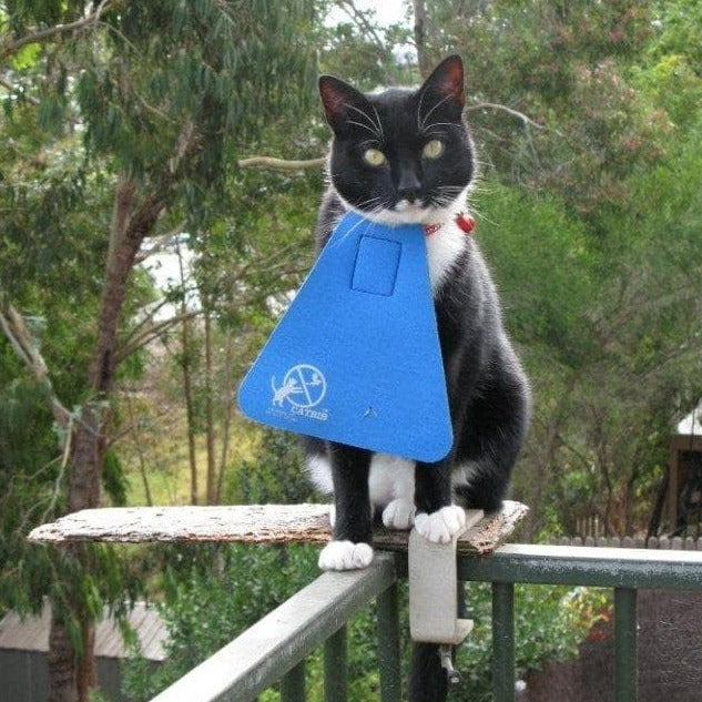 Rocky the cat waits for lunch