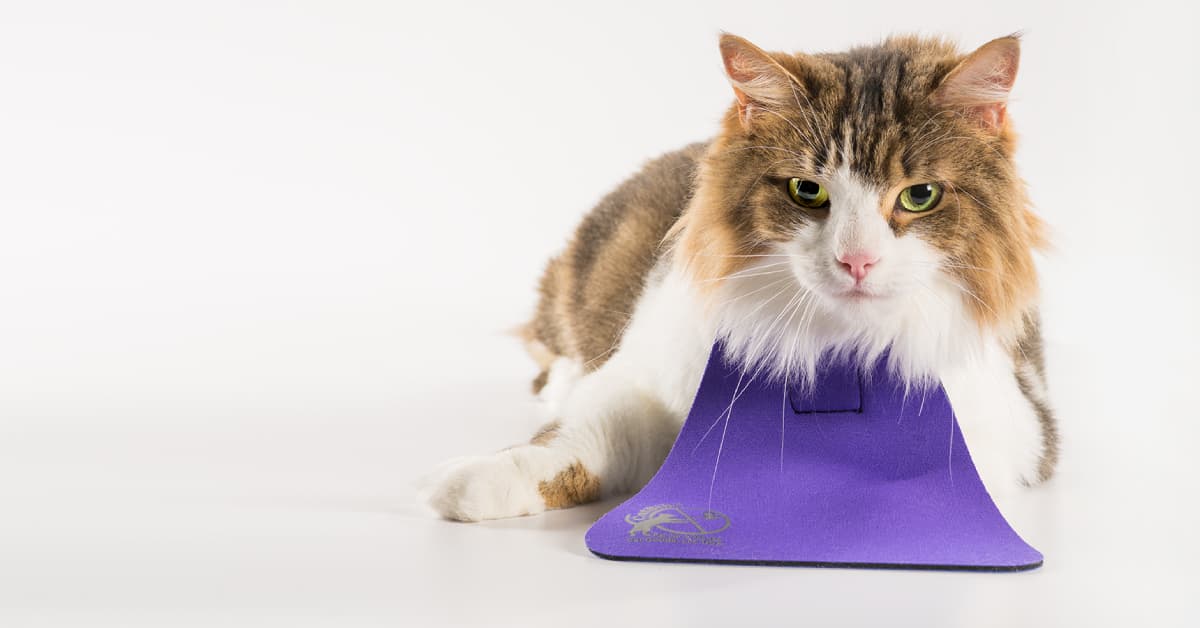 Cat bib store to stop hunting