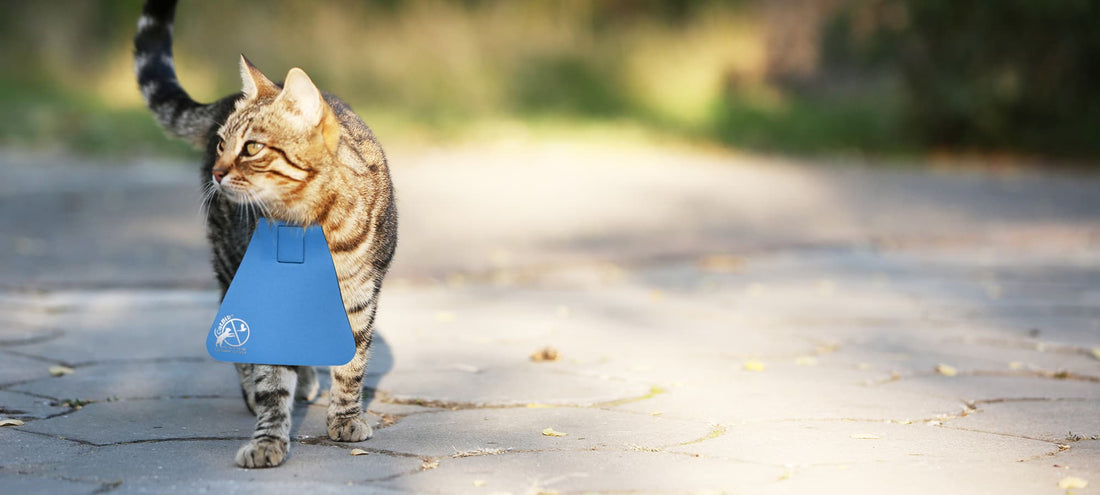 CatBib vs Bells vs Keeping Cats Inside - An Honest Comparison