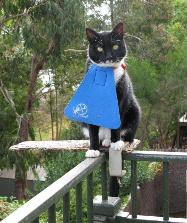 Rockey wearing a CatBib