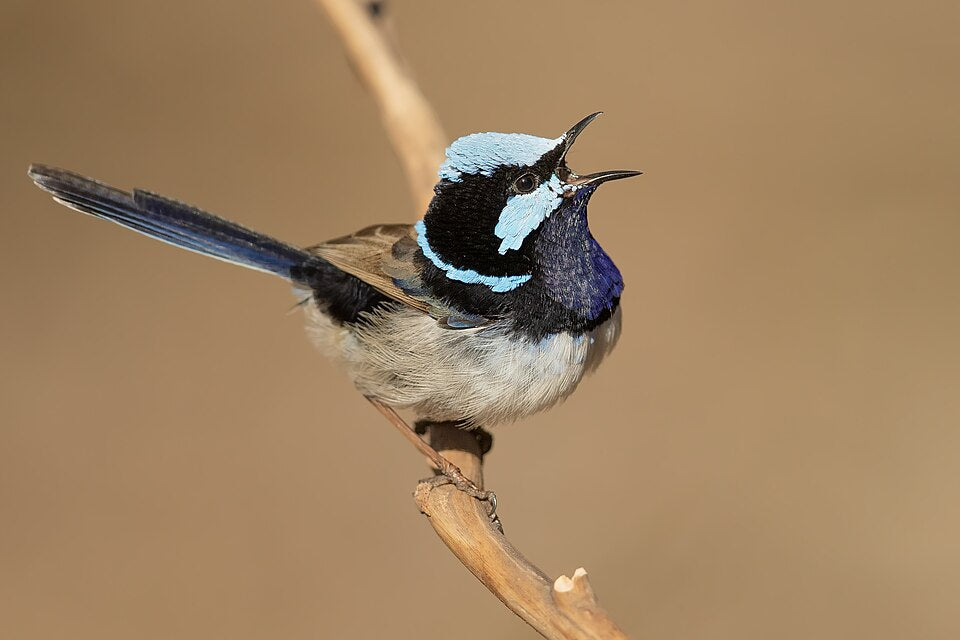 Superb Fairy-Wren