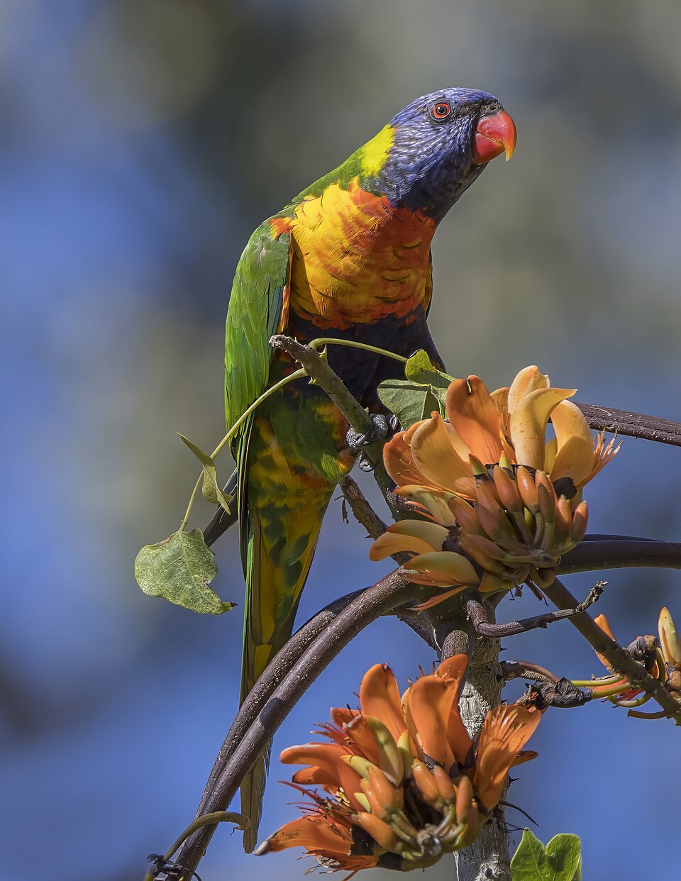 rainbow-lorikeet