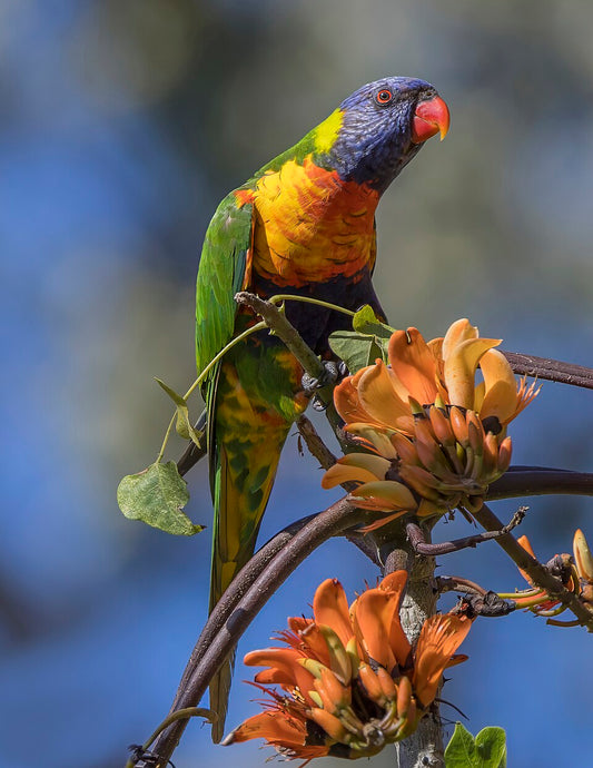 rainbow-lorikeet